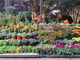 Where To Buy Plants In Nyc Nj