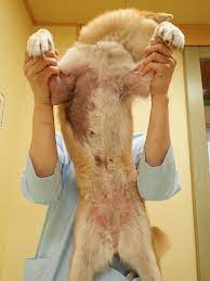 獣医師監修】写真で判別する「皮膚疾患」〜代表的な5つの病気〜 | Petowa