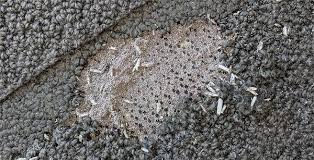 carpet moth carpet beetles silverfish