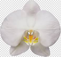 White Moth Orchid Flower Petal Plant