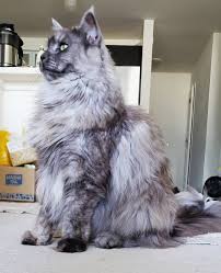 top 5 largest biggest maine cats