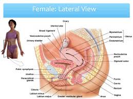 The female reproductive system also facilitates the. Female Reproductive System