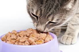Resultado de imagem para Como alimentar os gatos idosos