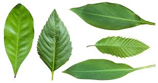 Separating,autumn leaves,white,blade,white background - free image from needpix.com