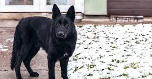 If you're reading this, the question on your lips is how to find a reputable german shepherd breeder. The Regal German Shepherd Dog The Honest Kitchen Blog