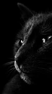 black cat iphone wallpaper