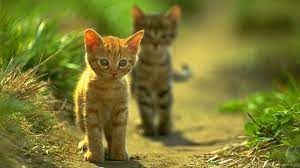 Cat Walk Cute Cats Wallpapers For ...