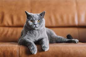 20 cutest cat breeds of 2024 pictures