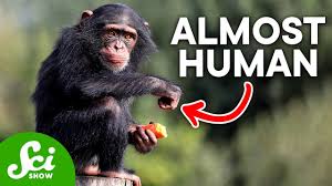 humans are almost identical to chimps