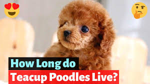 teacup poodle interesting facts and