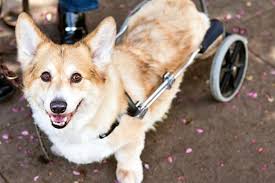 The joints make it easy to construct a chair, allowing you to slot the some wheelchairs support the rear or front legs, and some that support both. Dog Cart Or Wheelchair Types Benefits Best Friends Animal Society