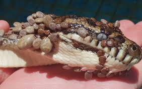 carpet python with 511 ticks caught in