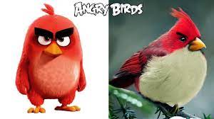 Angry Birds Characters In Real Life | All Characters