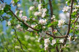 Pictures of apples fruit tree apple photos and over 25,000 other garden and flower photos and wallpapers. Apple Trees Flowers Beautiful Featuring Season Pink And Tree High Quality Nature Stock Photos Creative Market