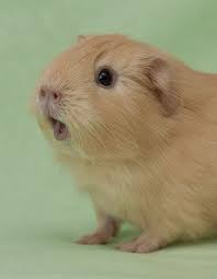 pin on i love guinea pigs