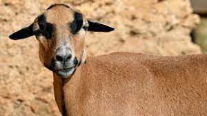 Pour prévenir ces problèmes, les moutons doivent être régulièrement traités  contre les parasites à l'aide d'insecticides et de produits  antiparasitaires. Découvrez tout sur le mouton du Cameroun: sa rusticité et  sa robustesse !