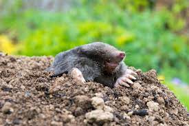 how much does yard mole removal cost