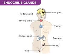 Endocrine System List Of Endocrine Glands Functions Byjus