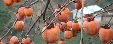 Image result for what kind of fruit trees can grow in ohio