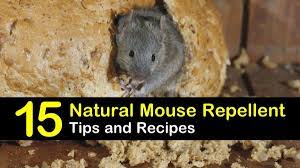 Pepper, cloves, and cayenne pepper give out a strong, unpleasant, spicy odor, making them the best natural mouse repellents. 15 Brilliant Diy Mouse Repellents