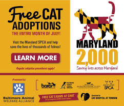 Newly adopted cat lily smells gas leak, alerting owners to danger. Lost And Found Maryland Spca Free Cat Adoptions July 2017 Lost Found Cat Adoption Free Cats