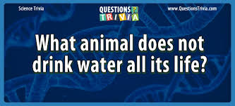 Watch the latest full episodes and video extras for amc shows: Question What Animal Does Not Drink Water All Its Life