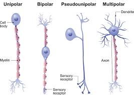 types of neurons queensland brain