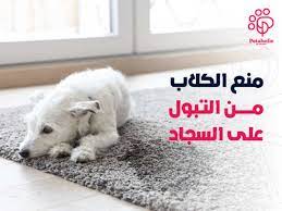 stop dogs from on carpet