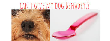 Benadryl For Dogs About Morkies