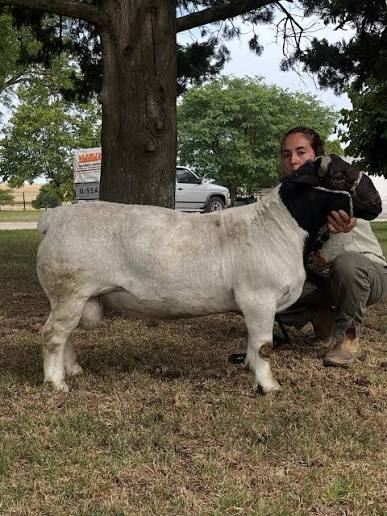 🤩 TIM PAYNE EL PRIMER OVINO QUE LLEGA A LA @exposicionrural 🙌🏼 Nació el 20/10/24, pesa 110kg, blanco, es del Partido de Azul, Cacharí, de la Estancia Moeraki ¿Se quedará con la cucarda principal? 🔥