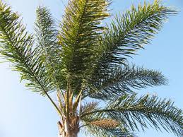 How To Identify Palm Trees