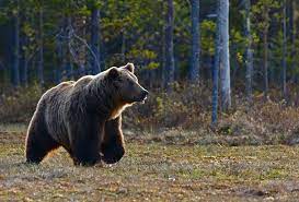 Бурый медведь - Тайга
