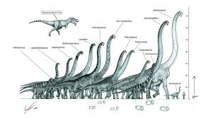 Size Chart Of Long Neck Dinosaurs Dino Prehistoric