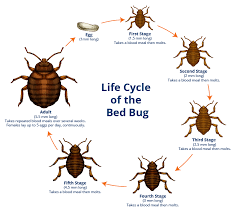 How To Get Rid Of Bed Bugs And Their