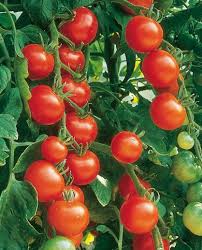 Tomato Garden Delight Seeds