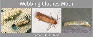 webbing and casemaking clothes moths
