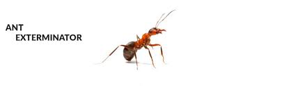 Ant Control Exterminator Miami ▷ U bug me Pest Control ☎️
