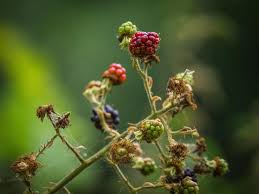 This is a list of edible species found on this site, in order by the common name that is used for each species on this site. Foraging In Collingwood 3 Edible Wild Plants You Can Find In Ontario Collingwood Information