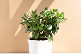 71 Various Types Of Jade Plants Home Care