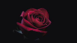 free red oled rose wallpaper