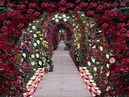 Walkway Arch Rose Path Garden