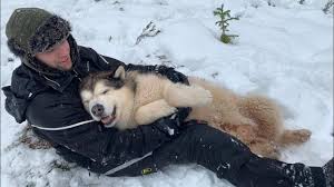 malamute dogs go crazy for snow you