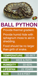 Ball Python Care Sheet Learn The Basics Of Ball Python