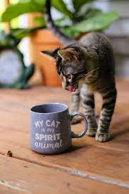 why do cats love the smell of coffee
