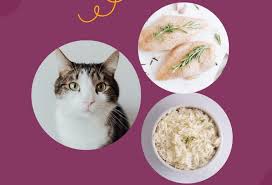 homemade cat food for kidney disease