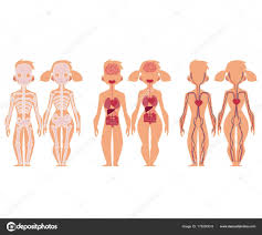 Human Anatomy Chart Infographics Man And Woman Stock