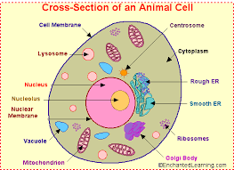 Animal Cell Anatomy Enchantedlearning Com