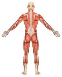 Discover the muscle anatomy of every muscle group in the human body. The Complete Guide To Lower Body Muscles For Exercise Empower Your Wellness
