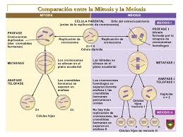 Semejanzas y diferencias entre mitosis y meiosis semejanzas entre mitosis y meiosis tanto en la mitosis como en la meiosis se parte de células diploides (2n);. Cuadros Comparativos Entre Mitosis Y Meiosis Cuadro Comparativo Biologia Avanzada Mitosis Y Meiosis Biologia Celular