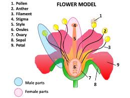 The female parts of the flower are stigma, ovale, style, and ovary. Ppt Female Parts Powerpoint Presentation Free Download Id 2957842